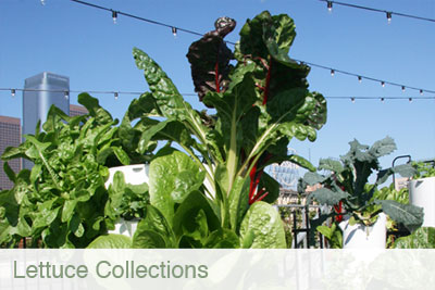lettuce_collections