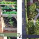 organoc gardening vs permaculture design