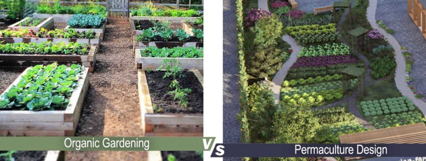 organoc gardening vs permaculture design